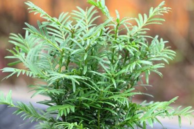 红豆杉怎么繁殖？红豆杉扦插繁殖方法详解