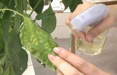 啤酒怎么浇花为好？啤酒可以浇什么花？