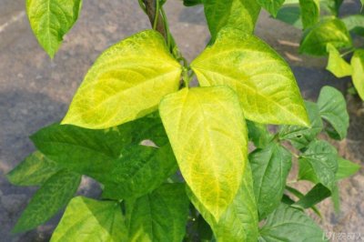植物叶子发黄是什么原因 植物叶子变黄怎么办