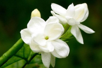 栀子花花朵变黄是什么原因 栀子花花朵发黄怎么办