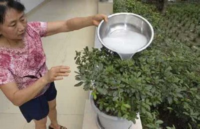淘米水怎么浇花 淘米水浇花的正确方式