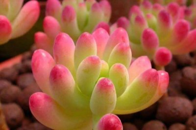 为什么夏季的时候多肉植物会烂根？