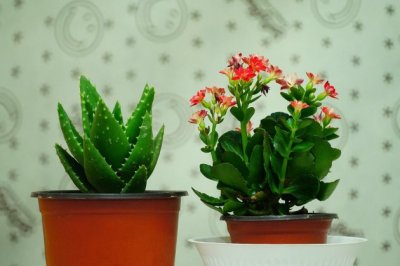 怎么消灭小飞虫？小黑飞和幼虫根除绝招！
