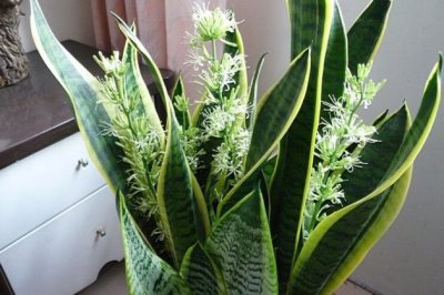 君子兰叶子烂了怎么办