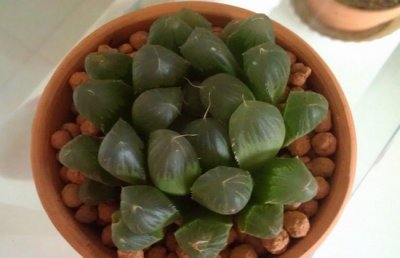 姬玉露徒长怎么办？多肉植物姬玉露徒了的补救方法