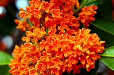 桂花树烂根怎么办
