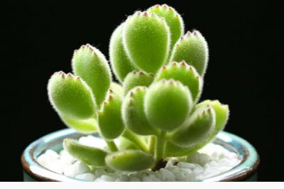 多肉植物熊童子怎么养得肥厚