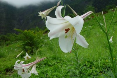百合叶子发黄怎么办