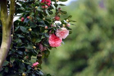 茶花长歪了怎么办