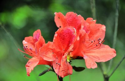 杜鹃花为什么叶子发黄？杜鹃花叶子发黄怎么办？