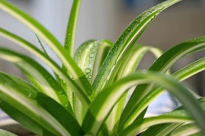 吸烟的房间放什么植物盆栽？什么植物花卉吸烟味最好？
