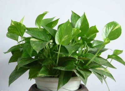 这些不需要阳光的室内植物，没有太阳光照也可以轻松养活