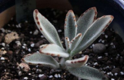 多肉植物黑兔耳的繁殖方法
