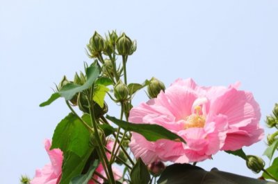 芙蓉花叶子黄了怎么办