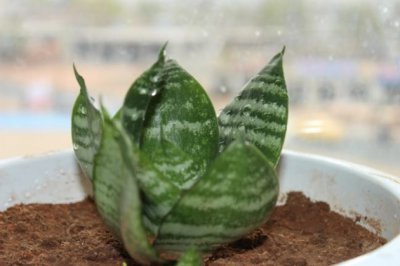 五种最容易繁殖的盆栽植物，也许你也想要！