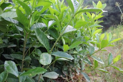 栀子花冬天怎么养？