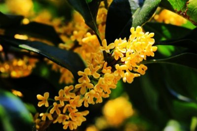 桂花树叶子尖开始枯黄怎么办