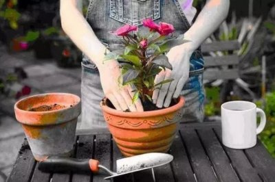 如何给植物换盆？盆栽换盆的最佳时间和换盆注意事项