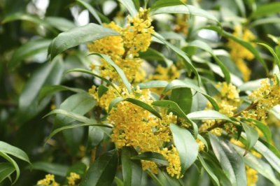 桂花怎么养？家庭养法桂花树怎么养殖能多开花？