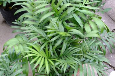 夏威夷椰子怎么浇水