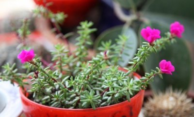 养花新手适合养哪些花？家庭阳台比较好养的花卉推荐