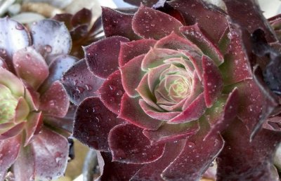 紫羊绒冬天怎么养？多肉植物紫羊绒越冬养护方法