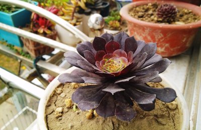 黑法师开花吗？黑法师开花会死吗？黑法师开花怎么办？