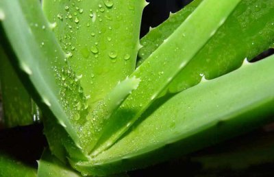 芦荟水浇多了怎么补救？芦荟浇水过多怎么办？
