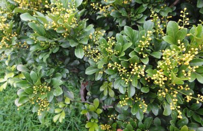 米兰叶子上长白斑怎么办？米兰叶子有白点怎么办？