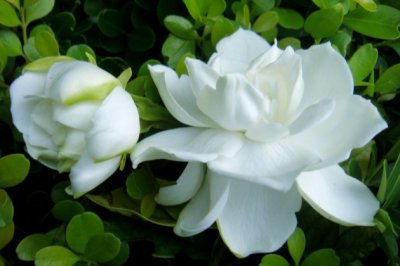 什么花香又好养？什么花香味最好闻？什么花香适合放卧室？