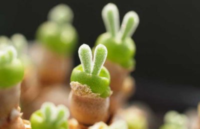 多肉植物的繁殖方式有哪些？多肉植物怎么繁殖？多肉繁殖方法整理