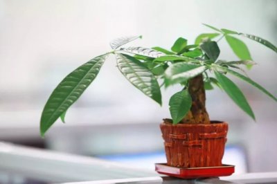 光秃秃的发财树，我只用两个月就把它养得枝繁叶茂