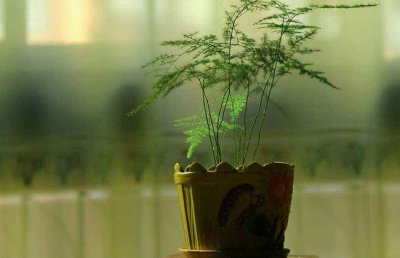 孕妇家里适合养什么植物？怀孕家里适合养什么花？