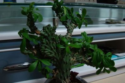 有毒的多肉植物有哪些？汁液有毒的多肉植物大盘点