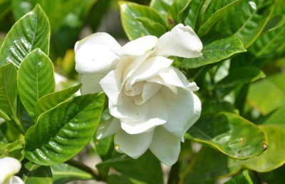栀子花可以泡茶喝吗？栀子花泡水喝的功效、作用与禁忌