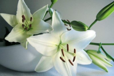 百合花有毒吗 百合花适合放在卧室吗