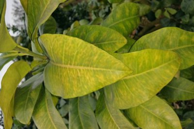 植物叶子发黄枯萎是什么原因？冬季室内盆栽花卉叶子变黄怎么办？