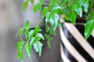 幸福树叶子一碰就掉的原因以及处理方法