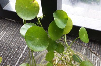 铜钱草怎么养才能长得茂盛