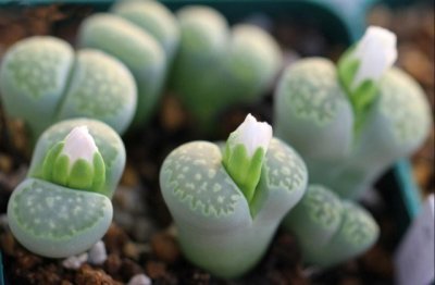 多肉植物怎么养