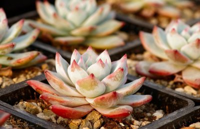 小花盆适合种什么绿植？适合小花盆种的花卉植物有哪些？