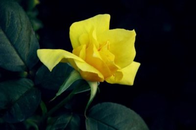 三招教你轻松挑选优质的月季花苗