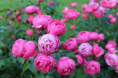 简单易懂的月季的扦插繁殖技术方法