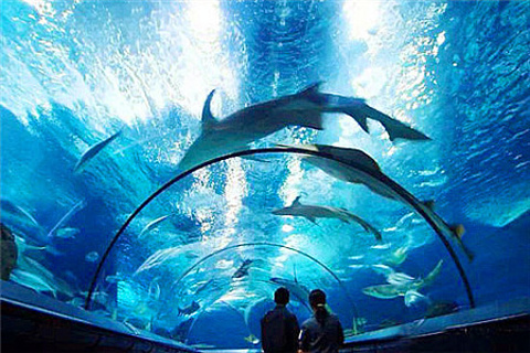上海海洋水族馆(Shanghai Ocean Aquarium)