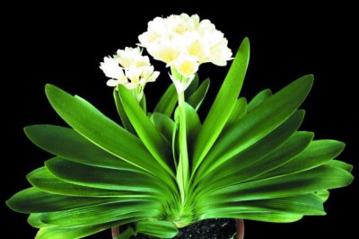 室内容易养的花卉植物，2018不可错过的室内开花盆栽