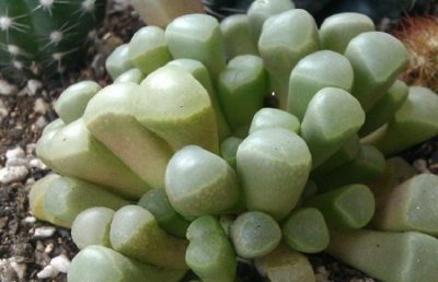 五十铃玉裂开了怎么办？多肉植物五十铃玉裂开的解决方法