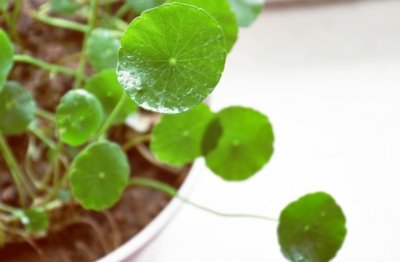 铜钱草的简单养殖方法