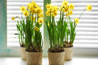 水仙花花苞蔫了怎么办？