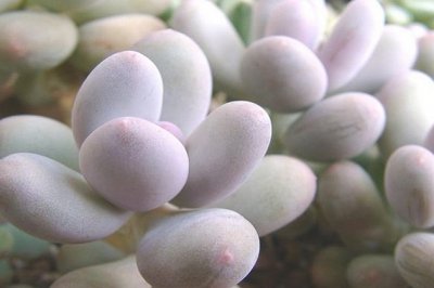 多肉植物桃美人掉叶子是什么原因？桃美人叶片干瘪发皱脱落怎么办？