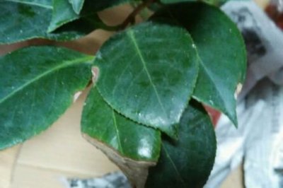 茶花受冻了怎么办